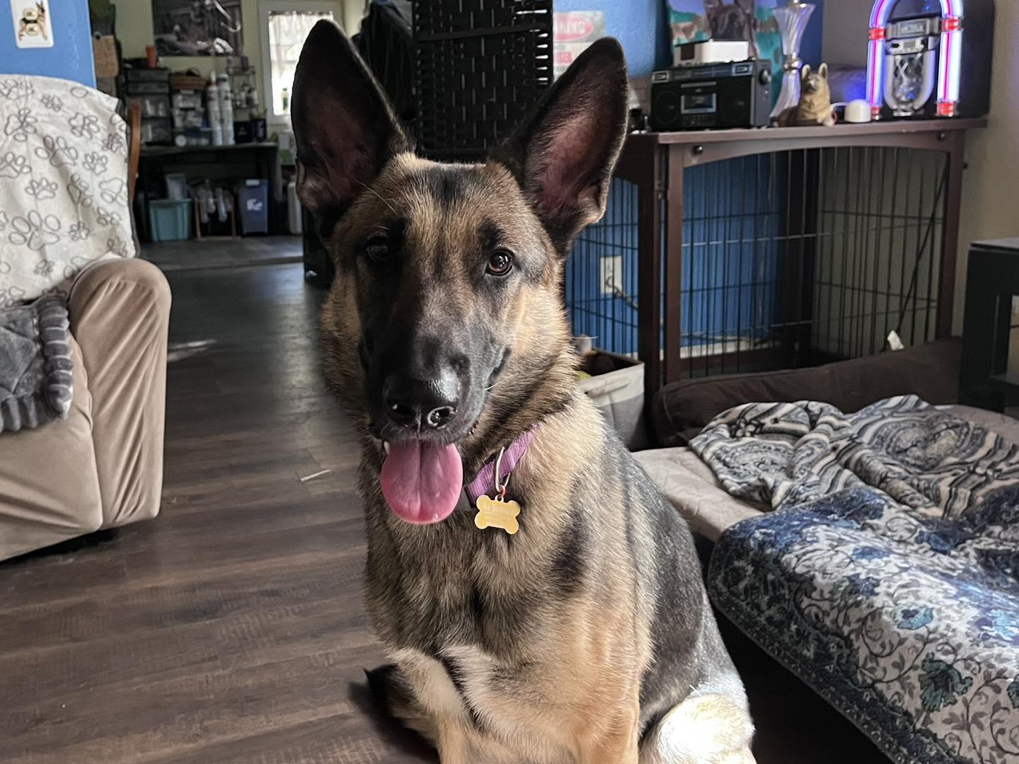 Enlarge Osa, an adopted German Shepherd Dog in Green Cove Springs, FL image 6/6