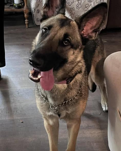 Enlarge Osa, an adopted German Shepherd Dog in Green Cove Springs, FL image 1/6