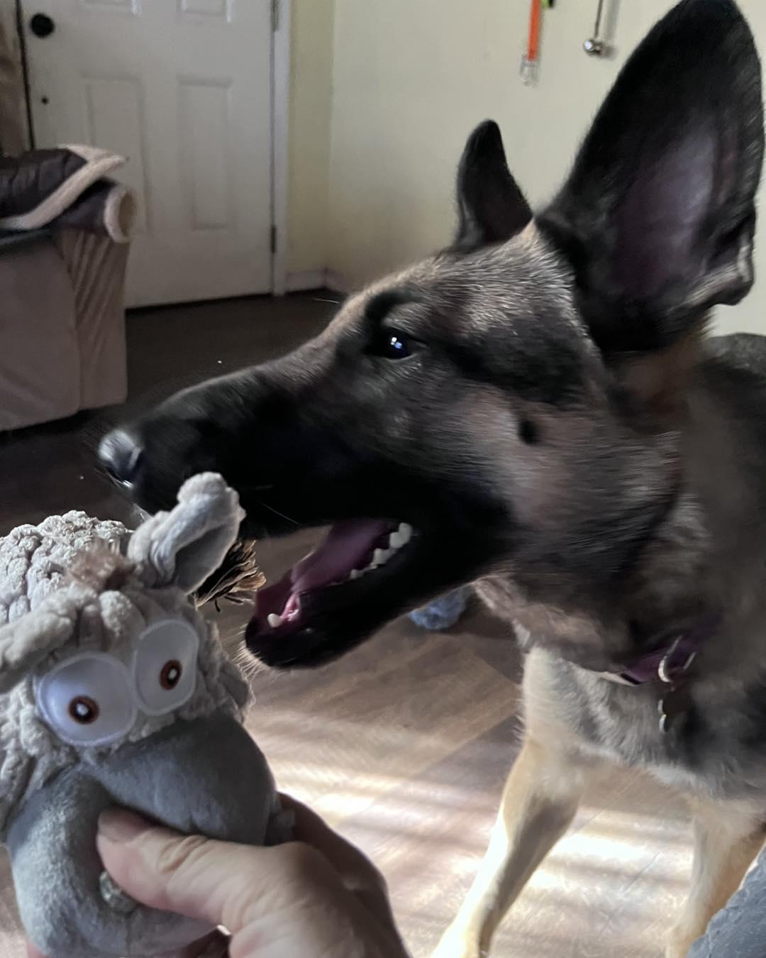 Enlarge Osa, an adopted German Shepherd Dog in Green Cove Springs, FL image 3/6