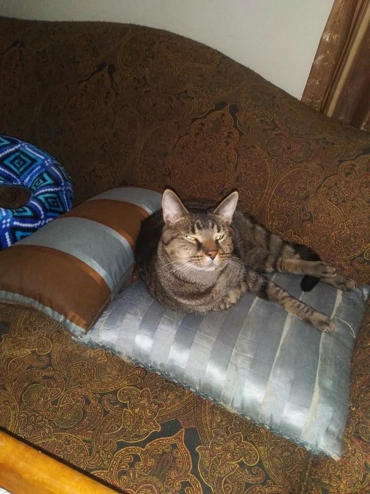 Enlarge Buddy, a Adoptable Domestic Short Hair in Lorain, OH image 2/6
