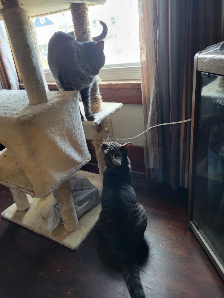 Enlarge Buddy, a Adoptable Domestic Short Hair in Lorain, OH image 3/6
