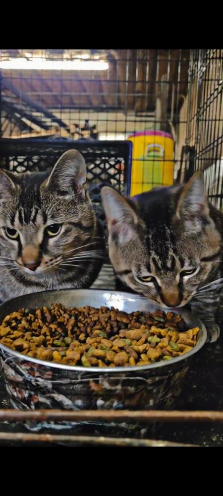 Enlarge Buddy, a Adoptable Domestic Short Hair in Lorain, OH image 4/6