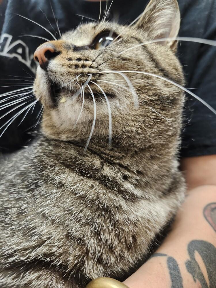 Enlarge Buddy, a Adoptable Domestic Short Hair in Lorain, OH image 5/6