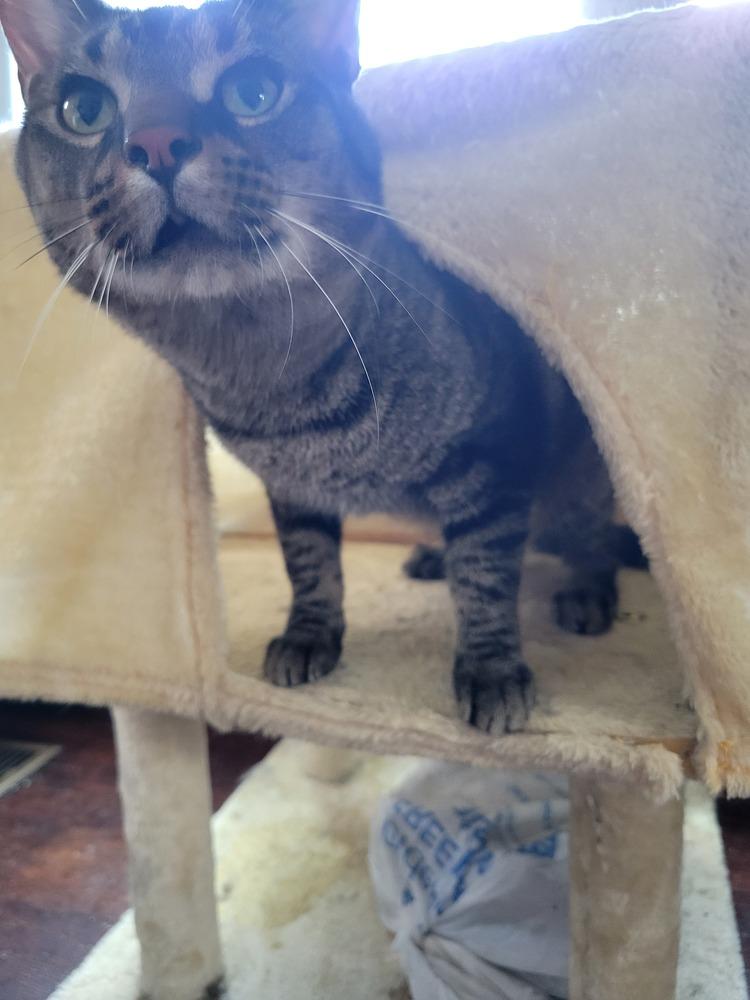 Enlarge Buddy, a Adoptable Domestic Short Hair in Lorain, OH image 6/6