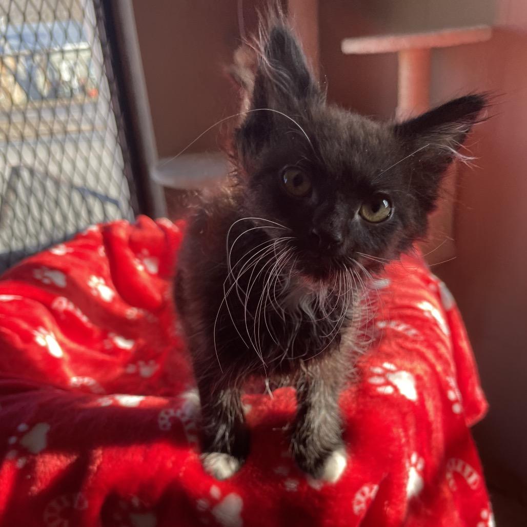 Enlarge Rikkina, a Adoptable Domestic Long Hair in Green Forest, AR image 1/1