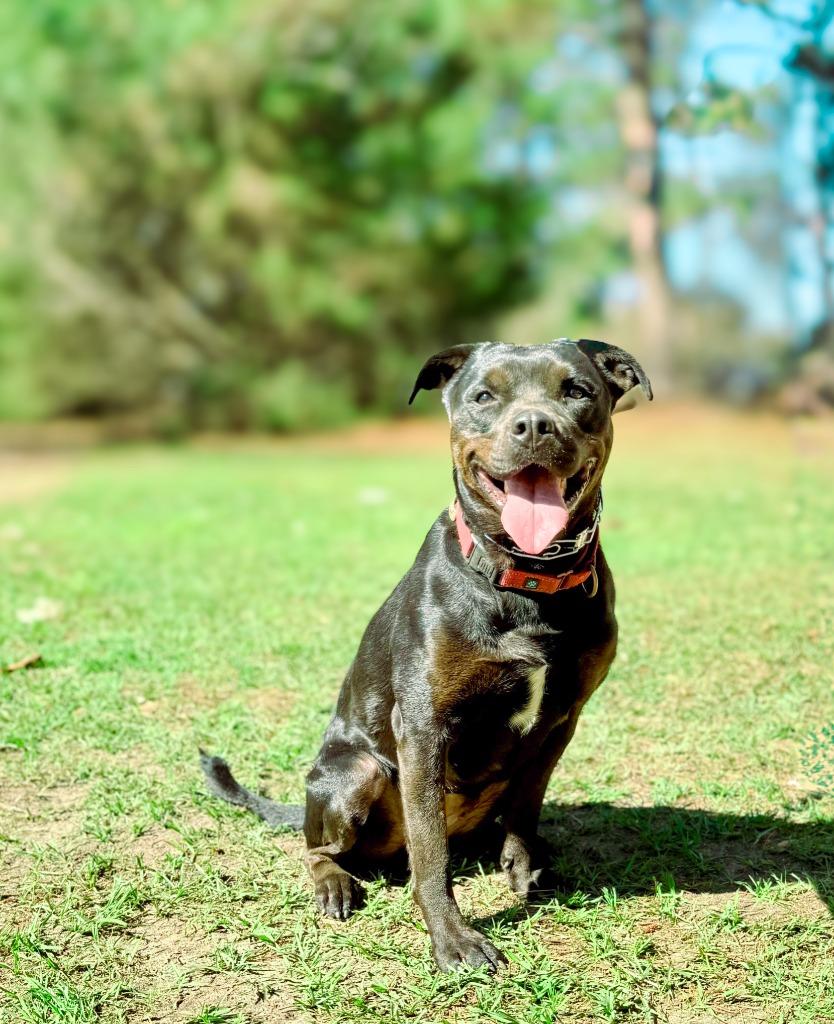Olive, Adoptable, Adult Female Labrador Retriever & Rottweiler.