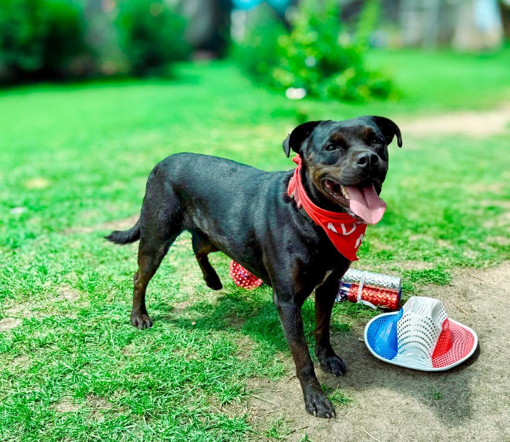 Olive, a Adoptable mixed breed in Macon, GA image 2/6