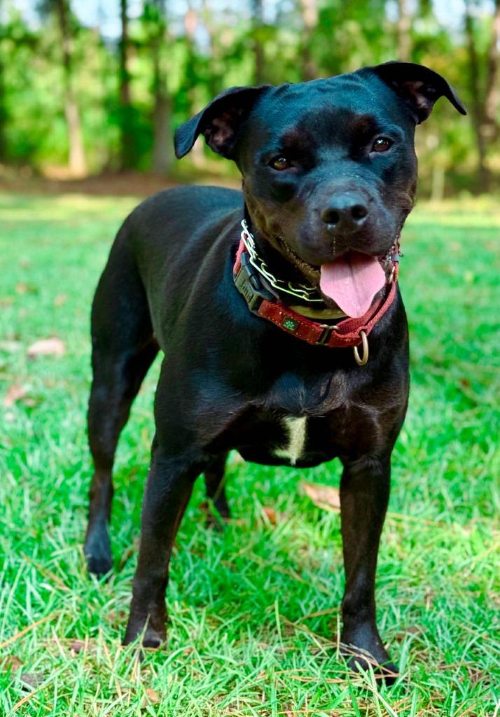 Olive, a Adoptable mixed breed in Macon, GA image 1/6