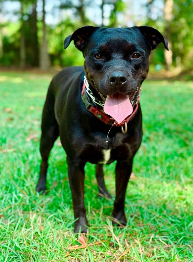 Olive, a Adoptable mixed breed in Macon, GA image 2/6