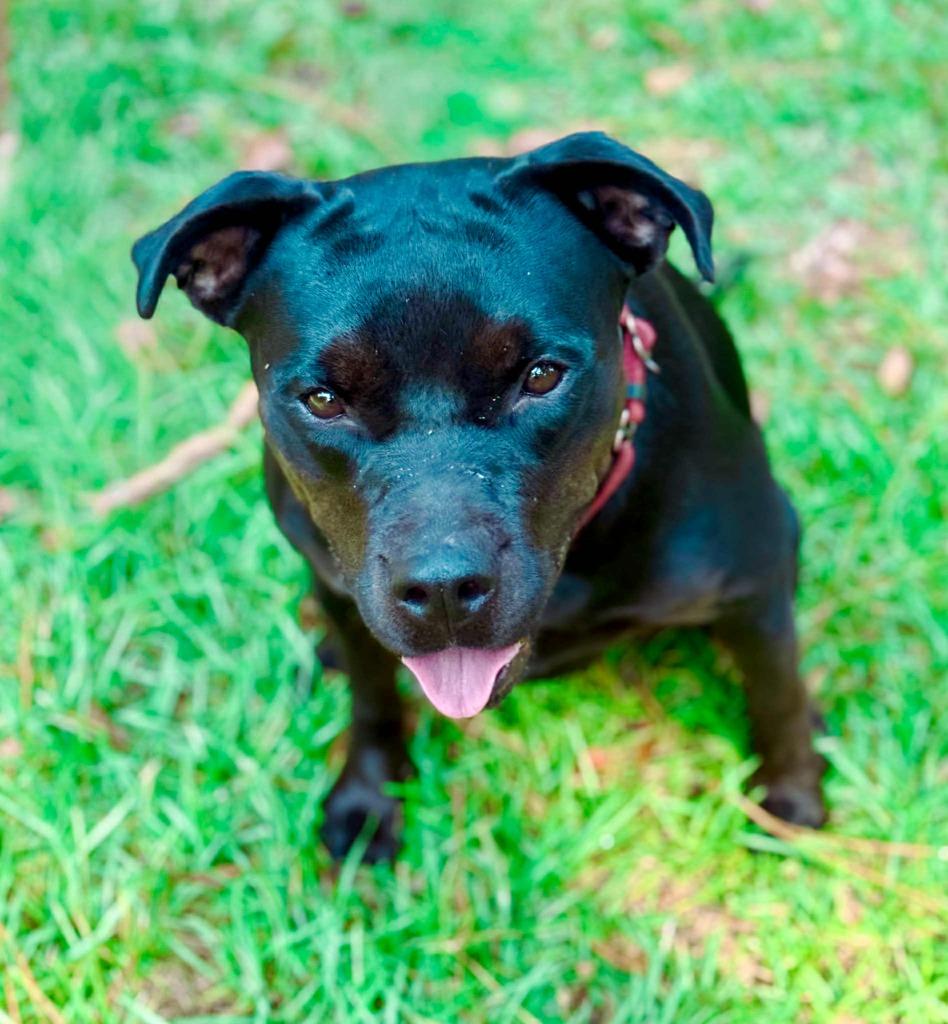 Olive, a Adoptable mixed breed in Macon, GA image 3/6