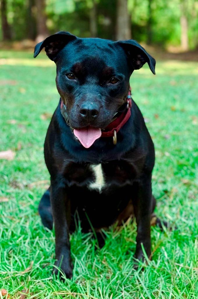 Olive, a Adoptable mixed breed in Macon, GA image 4/6