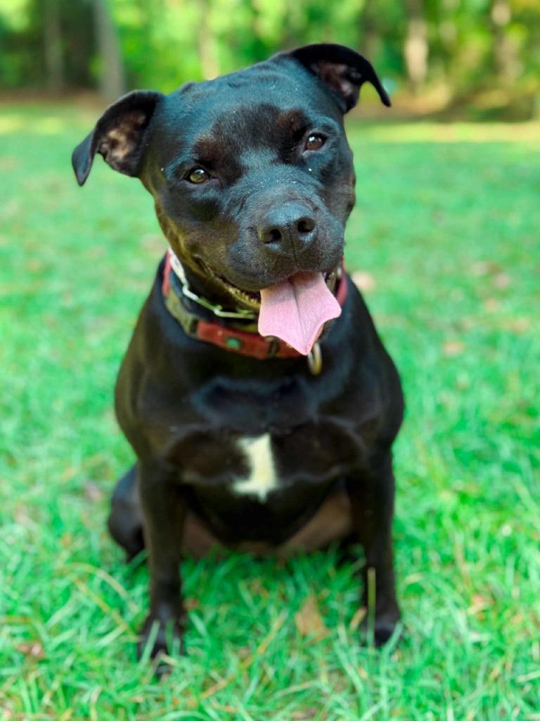 Olive, a Adoptable mixed breed in Macon, GA image 5/6