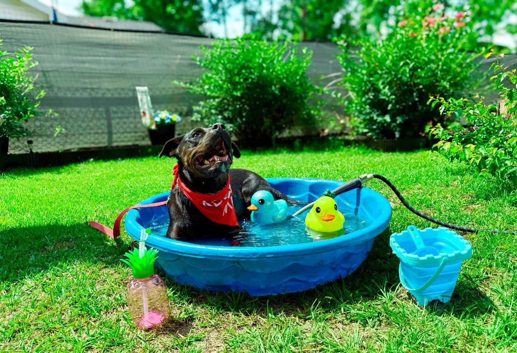 Olive, a Adoptable mixed breed in Macon, GA image 6/6