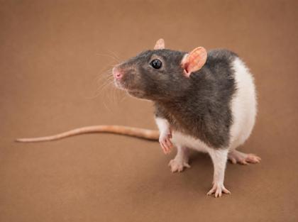 Meg (mom), Adoptable, Adult Female Rat.