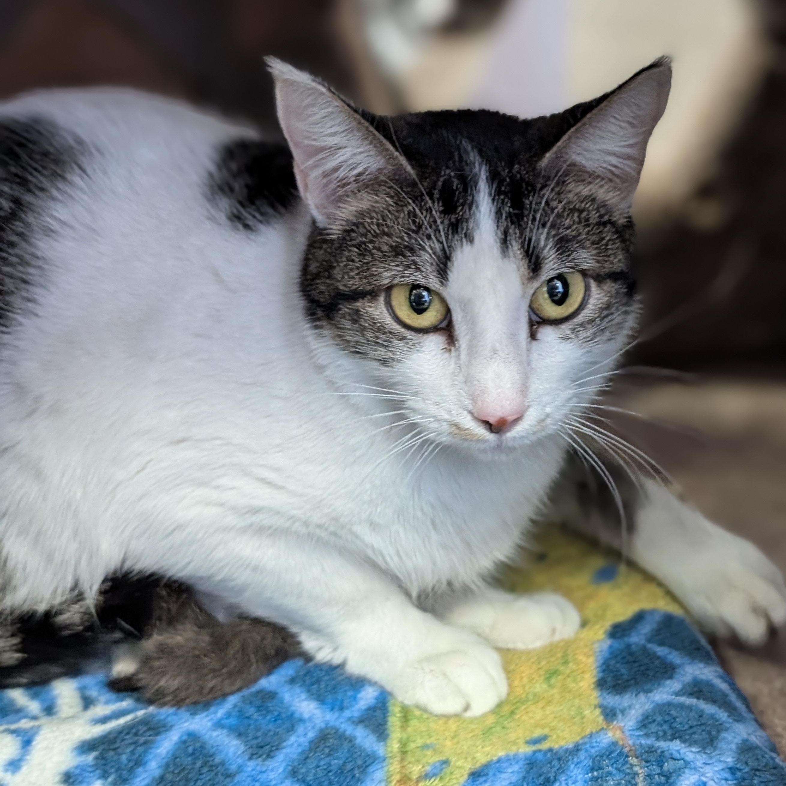 Enlarge Catherine, a ADOPTABLE Domestic Short Hair in Jefferson, WI image 2/3