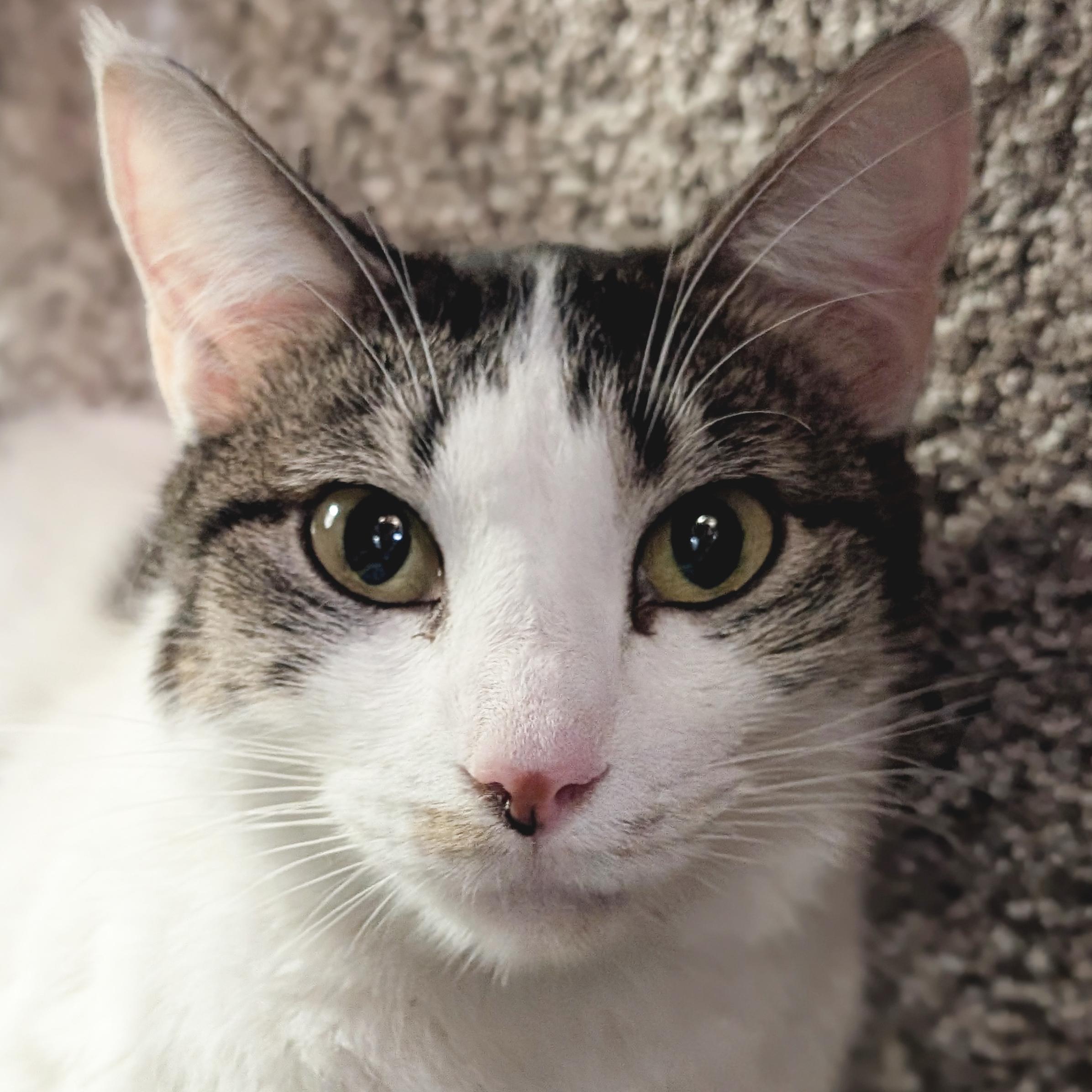 Enlarge Catherine, a ADOPTABLE Domestic Short Hair in Jefferson, WI image 1/3