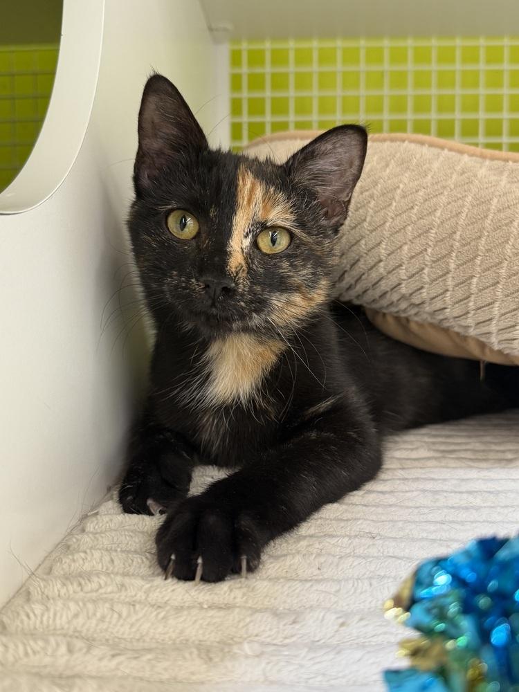 Peach Fuzz Sass 0855, Adoptable, Adult Female Domestic Short Hair.