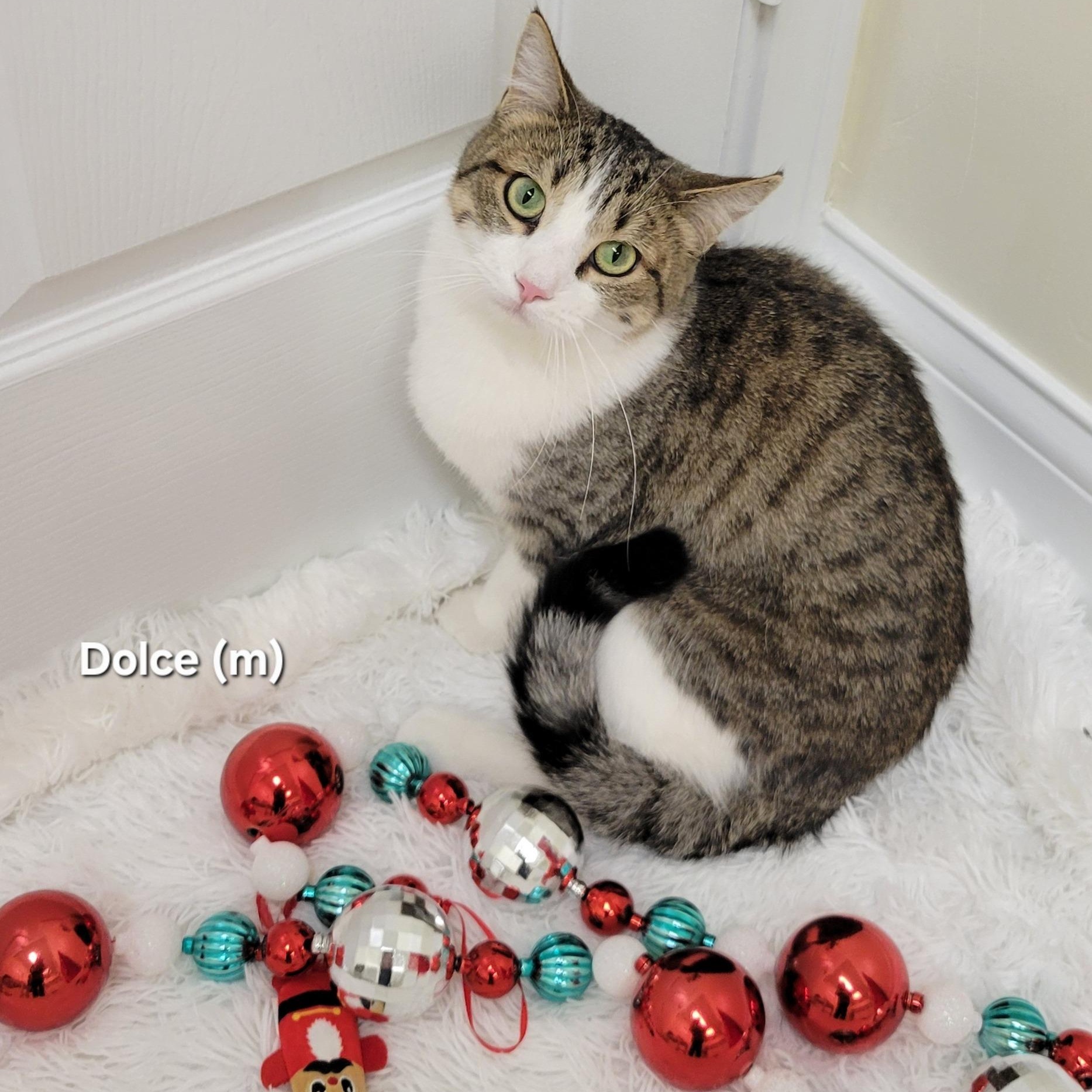 Enlarge Dulce, a Adoptable Domestic Short Hair in Mazon, IL image 1/2