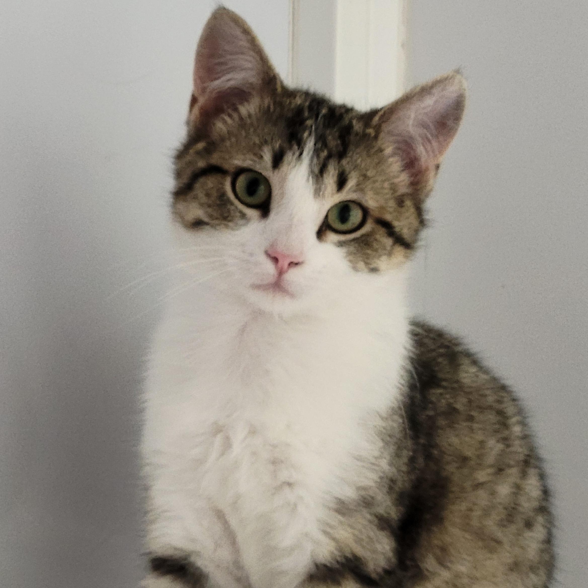 Enlarge Dulce, a Adoptable Domestic Short Hair in Mazon, IL image 1/1