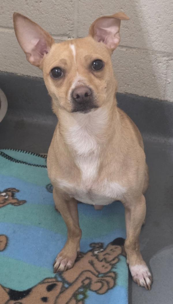 26-03-0692 Preston, Adoptable, Adult Male Chihuahua.