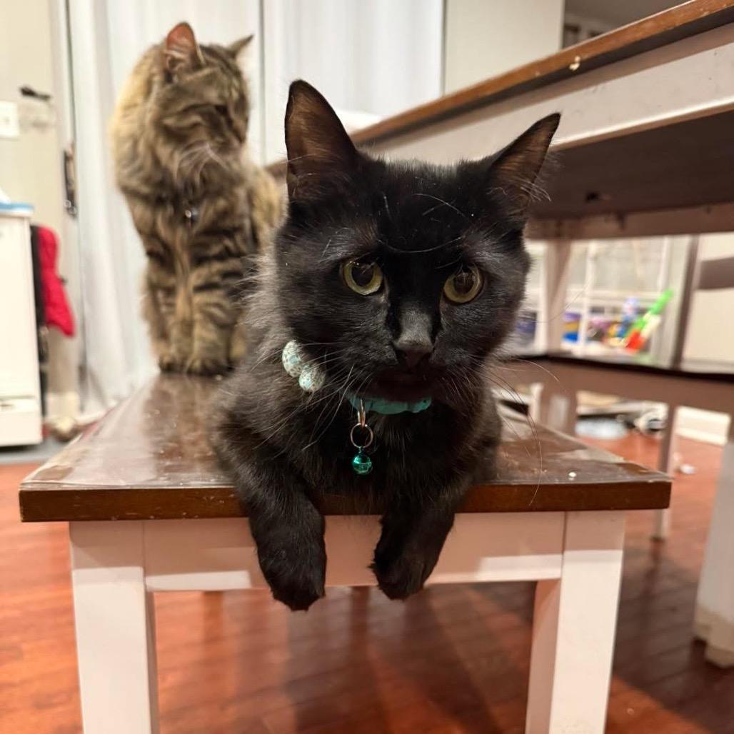 Enlarge Cocoa, a Adoptable Domestic Long Hair in Mundelein, IL image 1/6