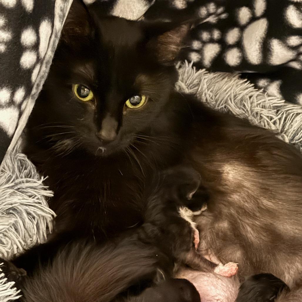 Enlarge Cocoa, a Adoptable Domestic Long Hair in Mundelein, IL image 1/3