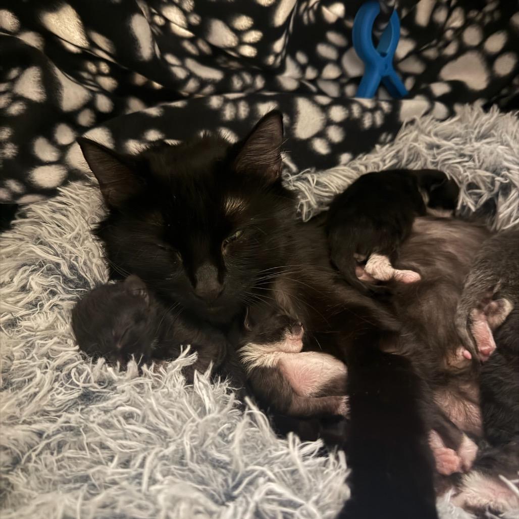 Enlarge Cocoa, a Adoptable Domestic Long Hair in Mundelein, IL image 2/3