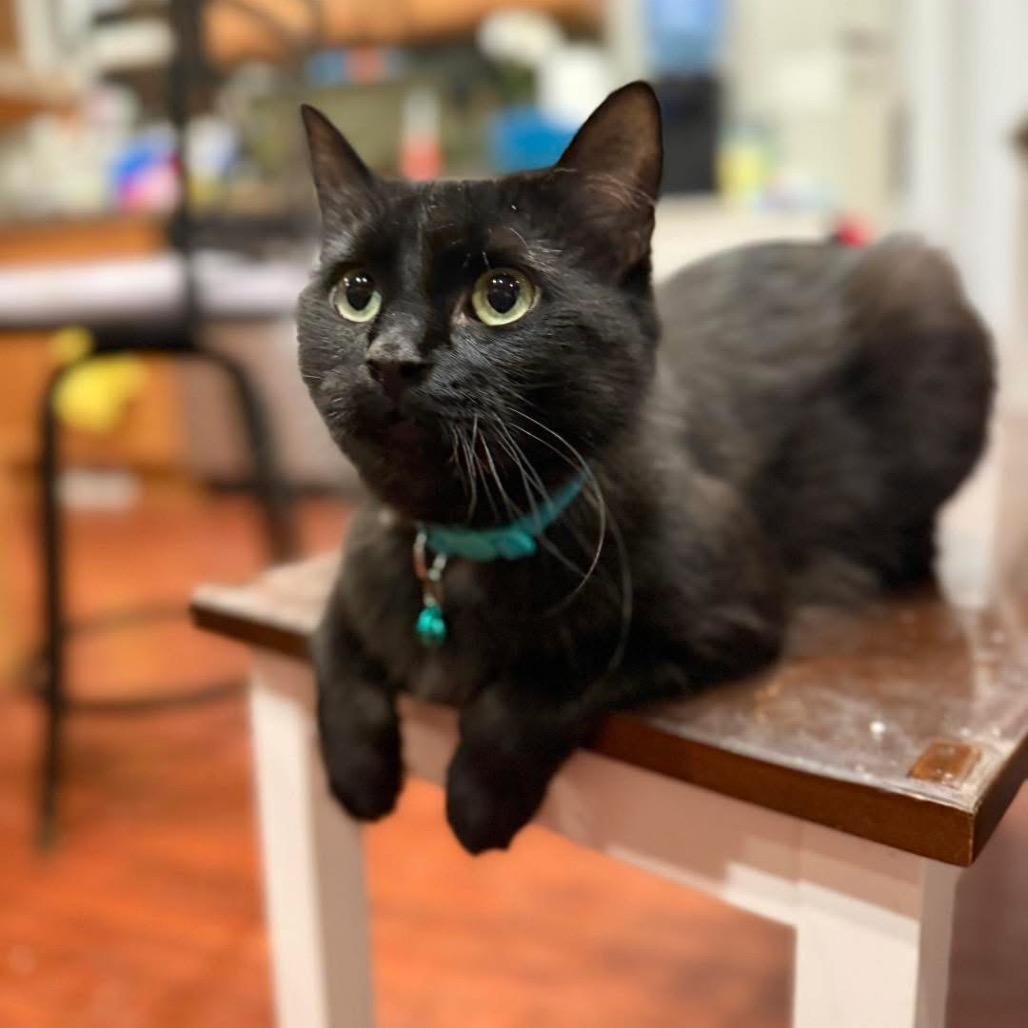 Cocoa, Adoptable, Adult Female Domestic Long Hair.