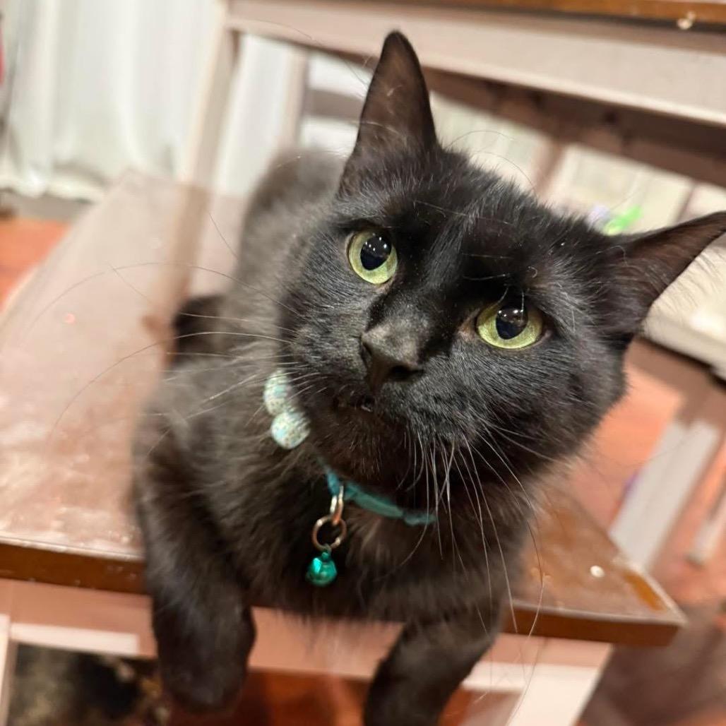Enlarge Cocoa, a Adoptable Domestic Long Hair in Mundelein, IL image 5/6
