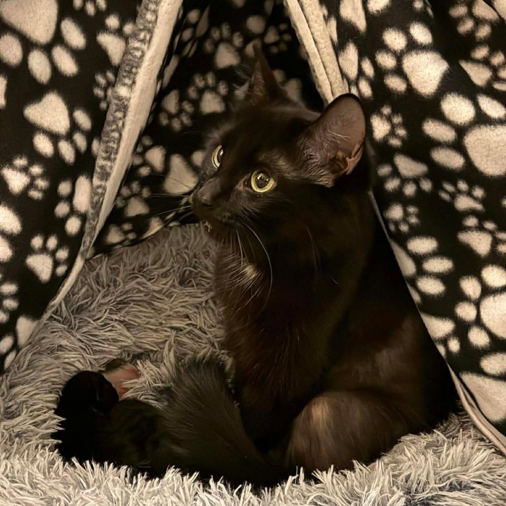 Enlarge Cocoa, a Adoptable Domestic Long Hair in Mundelein, IL image 3/3