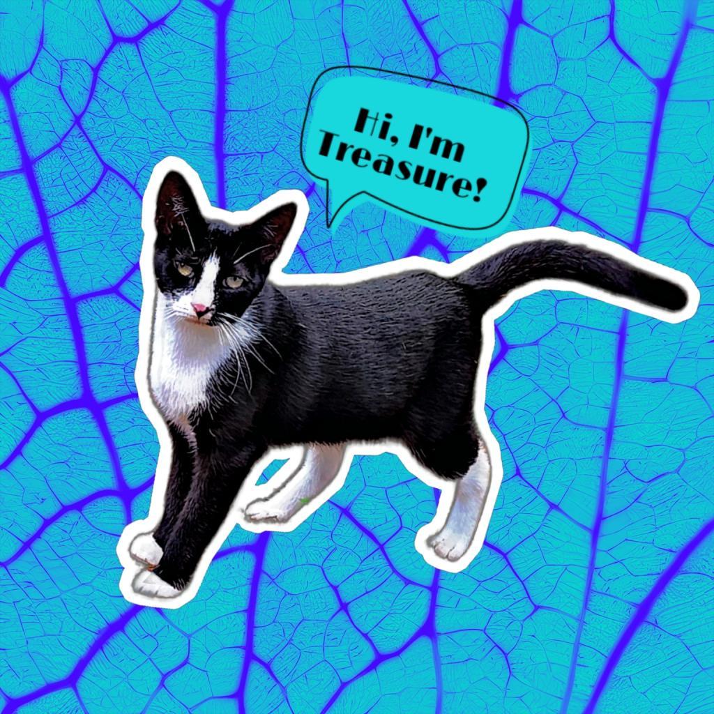 Enlarge Treasure, a Adoptable Domestic Short Hair in Nashville, GA image 1/1