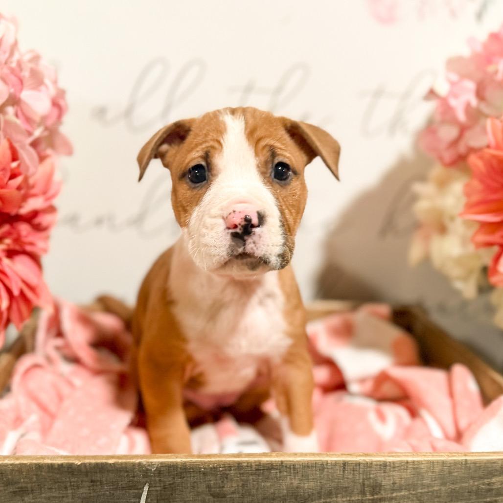 Chanel, Adoptable, Puppy Female American Bulldog.