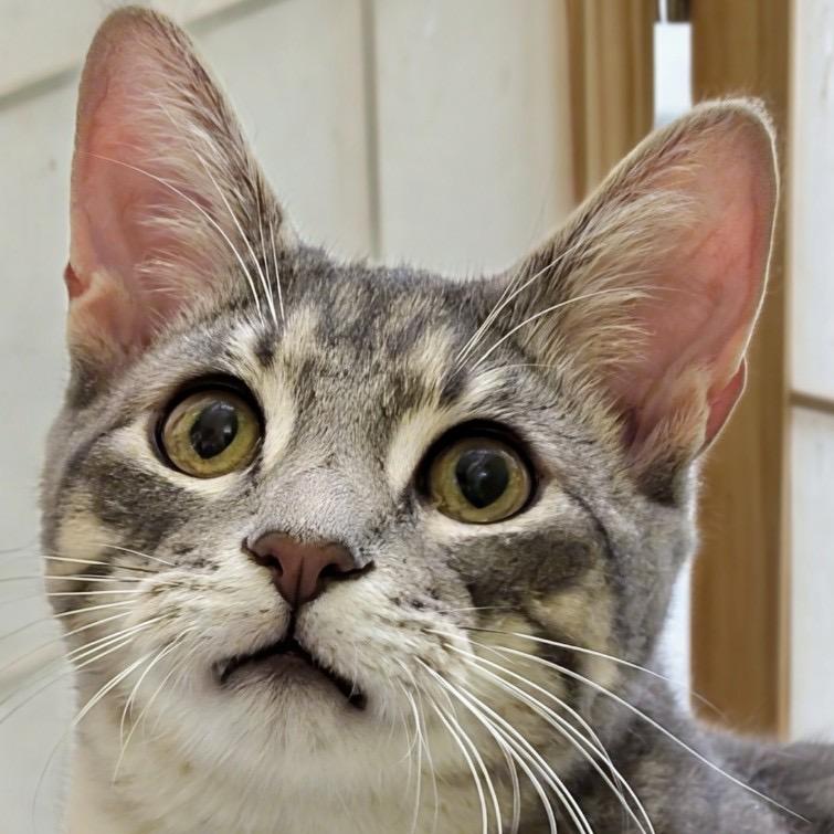 Mitchi, Adoptable, Young Male Domestic Short Hair.