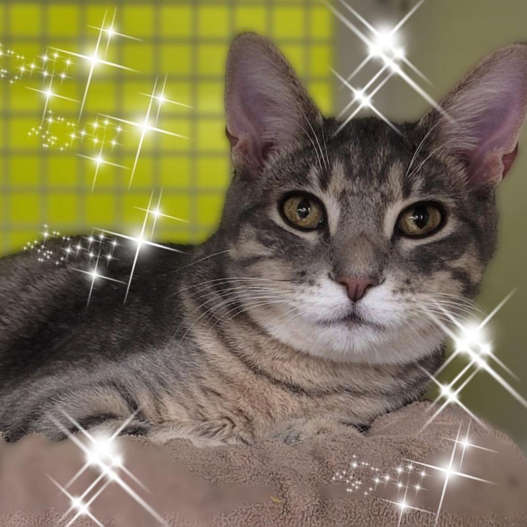 Mitchi, a Adoptable Domestic Short Hair in League City, TX image 2/4