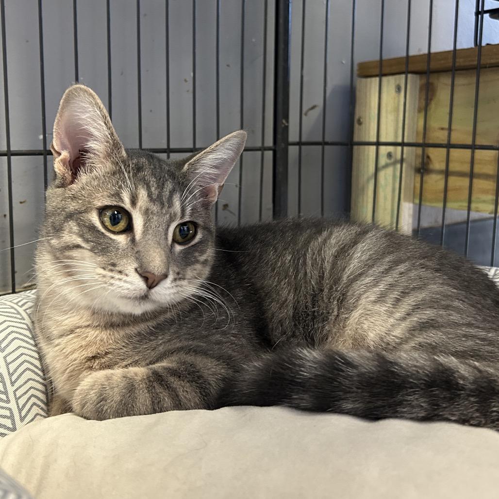 Mitchi, a Adoptable Domestic Short Hair in League City, TX image 3/4