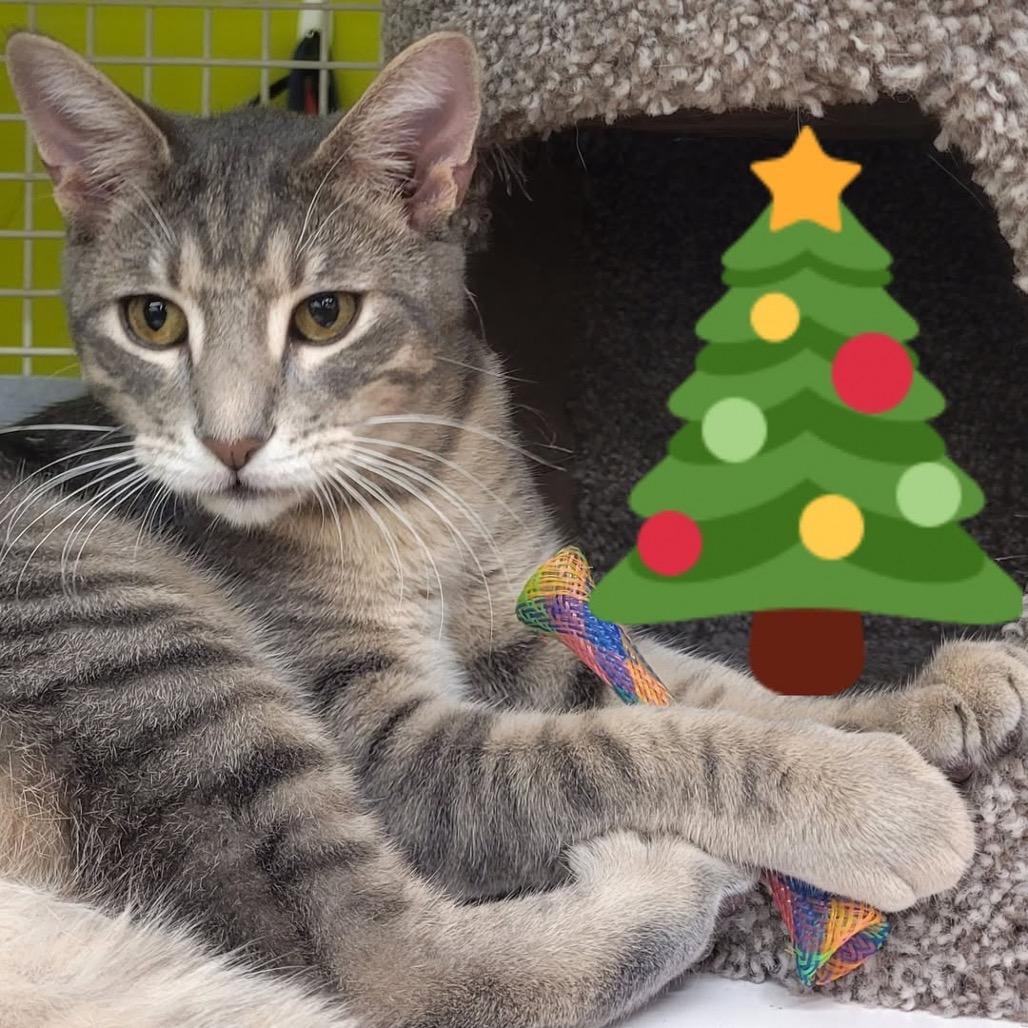 Mitchi, a Adoptable Domestic Short Hair in League City, TX image 4/4