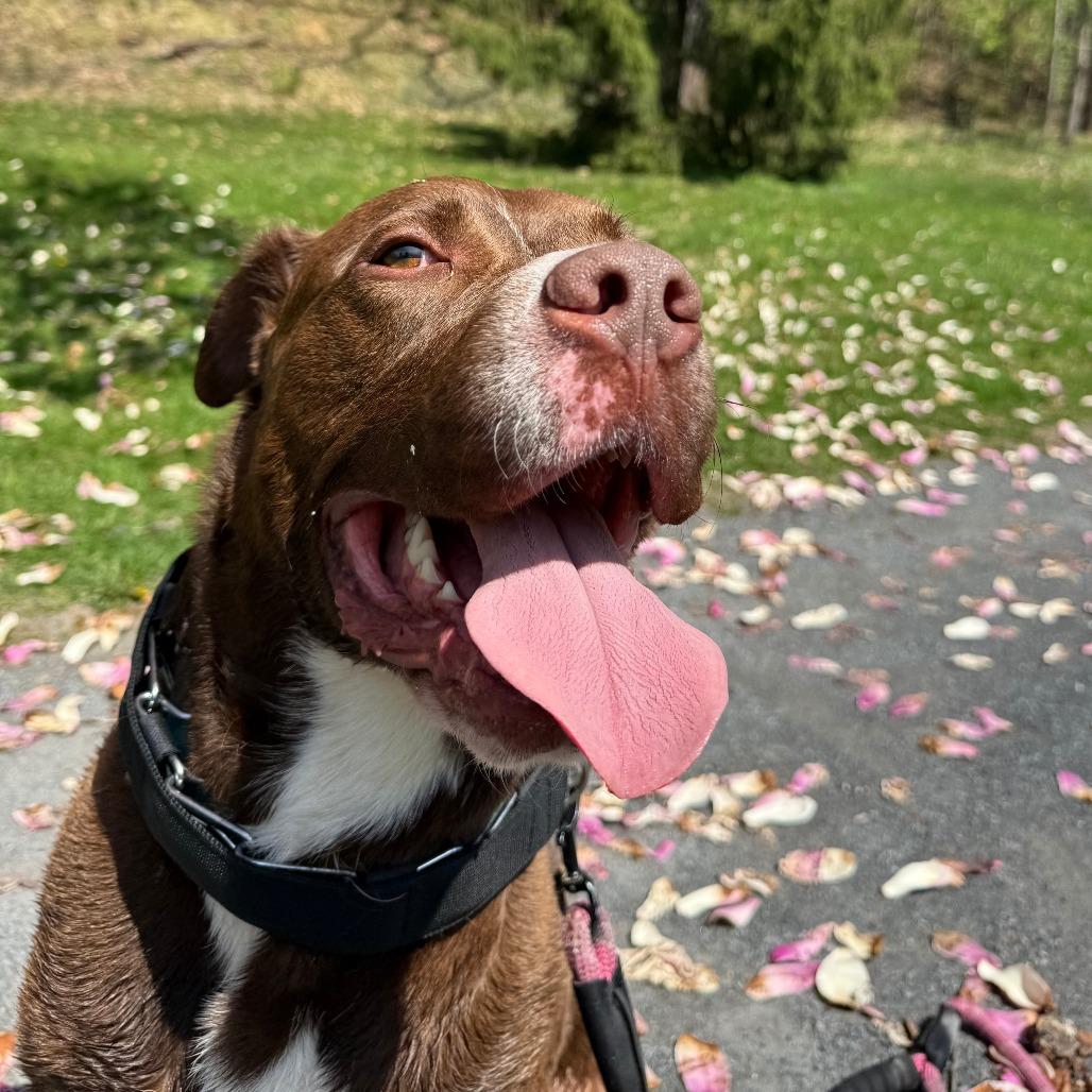 Enlarge Hennessy, a Adoptable Mixed Breed in Allentown, PA image 1/6