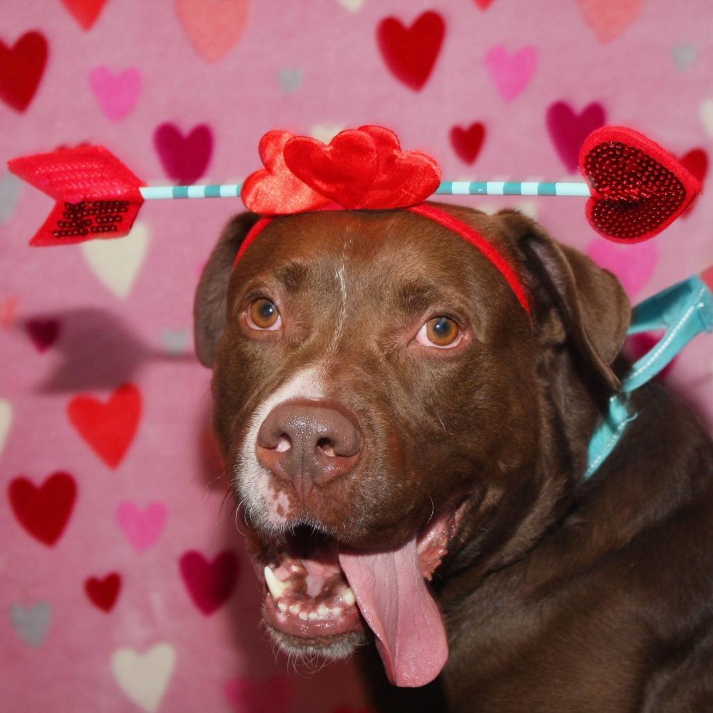 Hennessy, Adoptable, Adult Male Mixed Breed.