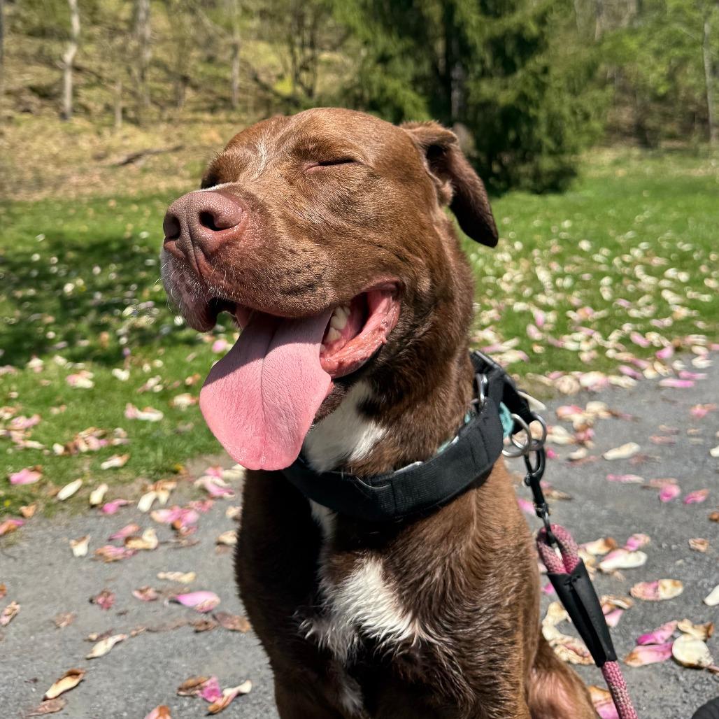 Enlarge Hennessy, a Adoptable Mixed Breed in Allentown, PA image 3/6