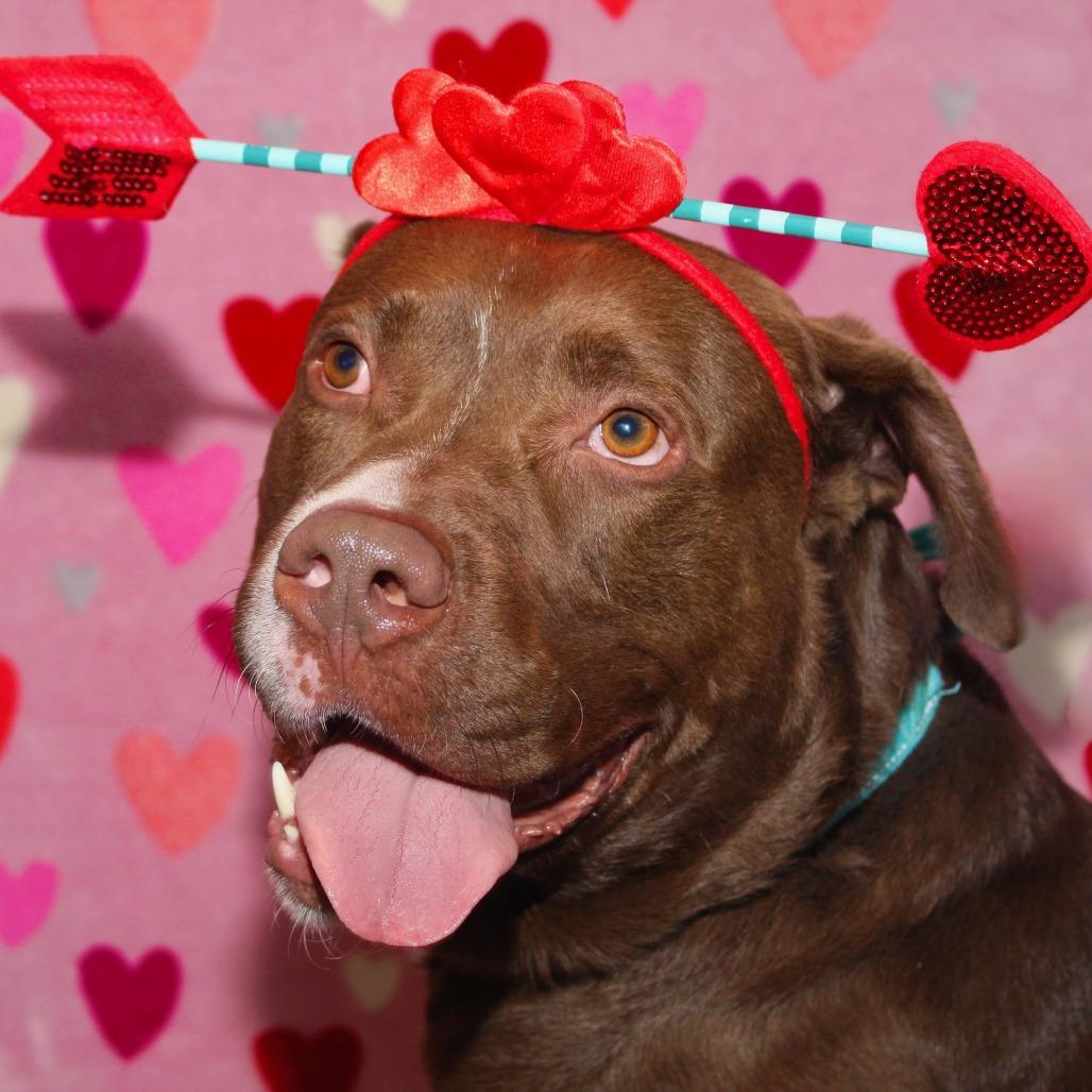 Enlarge Hennessy, a Adoptable Mixed Breed in Allentown, PA image 2/4