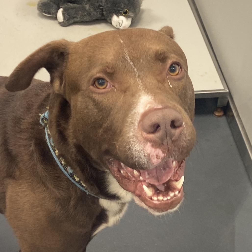 Hennessy, Adoptable, Adult Male Mixed Breed.