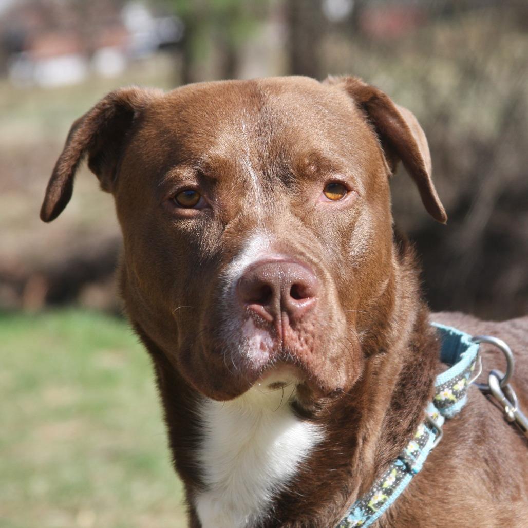 Enlarge Hennessy, a Adoptable Mixed Breed in Allentown, PA image 2/2