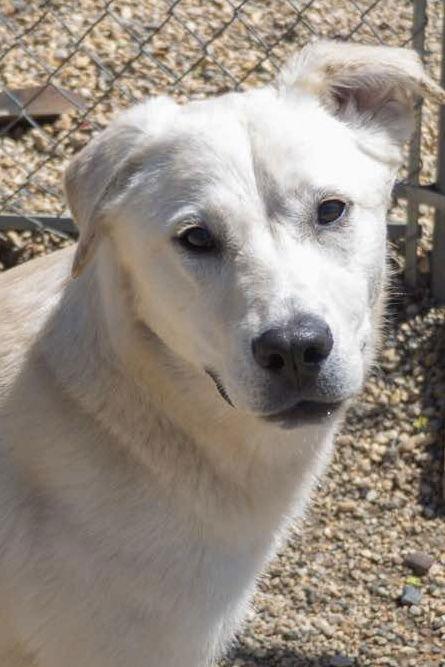 Matilda, Adopted, Puppy Female Great Pyrenees.
