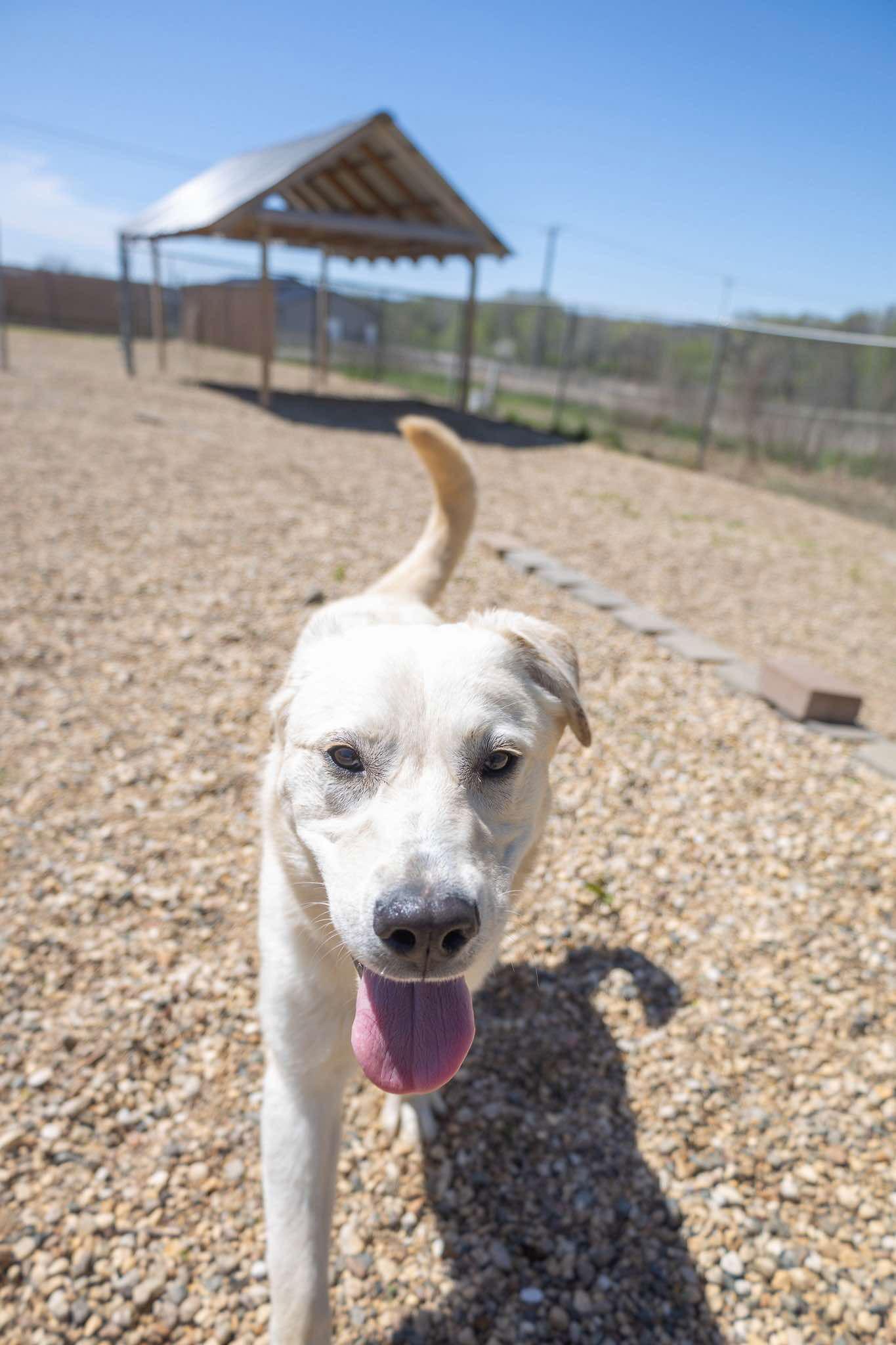 Matilda, Adopted, Puppy Female Great Pyrenees.