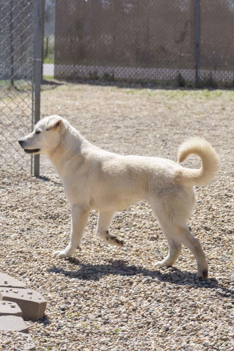 Matilda, a Adopted Great Pyrenees in Estherville, IA image 3/3