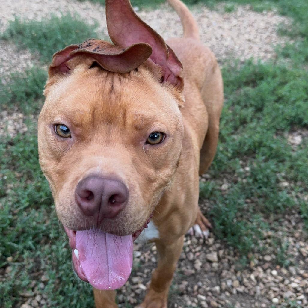 Enlarge Murdock (blind), a Adoptable Pit Bull Terrier in Parrish, AL image 2/6