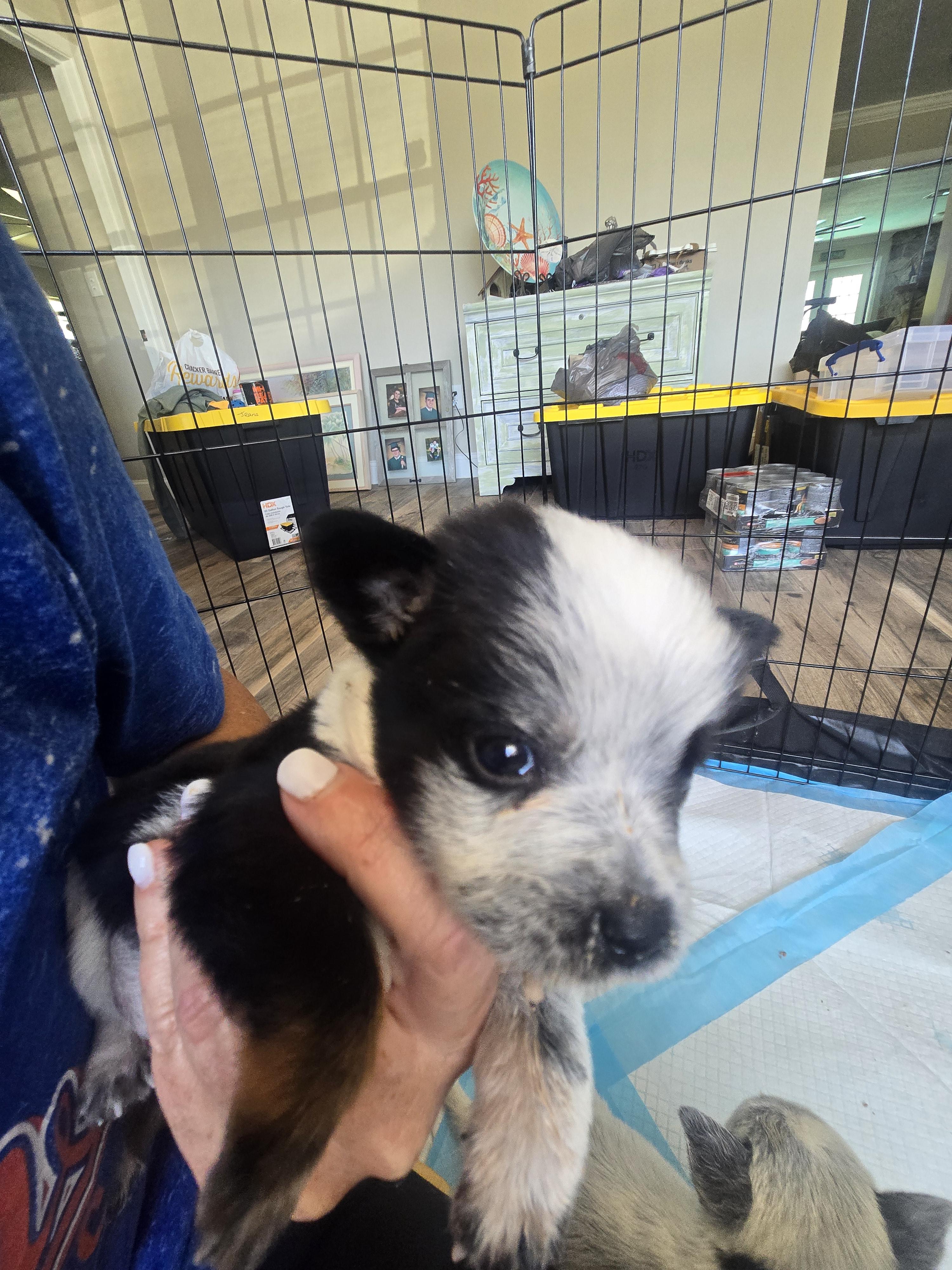 Enlarge Trash litter heeler minnie aussie mix pup 3, a Adopted Australian Cattle Dog / Blue Heeler in Bradenton, FL image 1/2