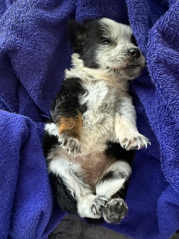 Enlarge Trash litter heeler minnie aussie mix pup 3, a Adopted Australian Cattle Dog / Blue Heeler in Bradenton, FL image 2/2