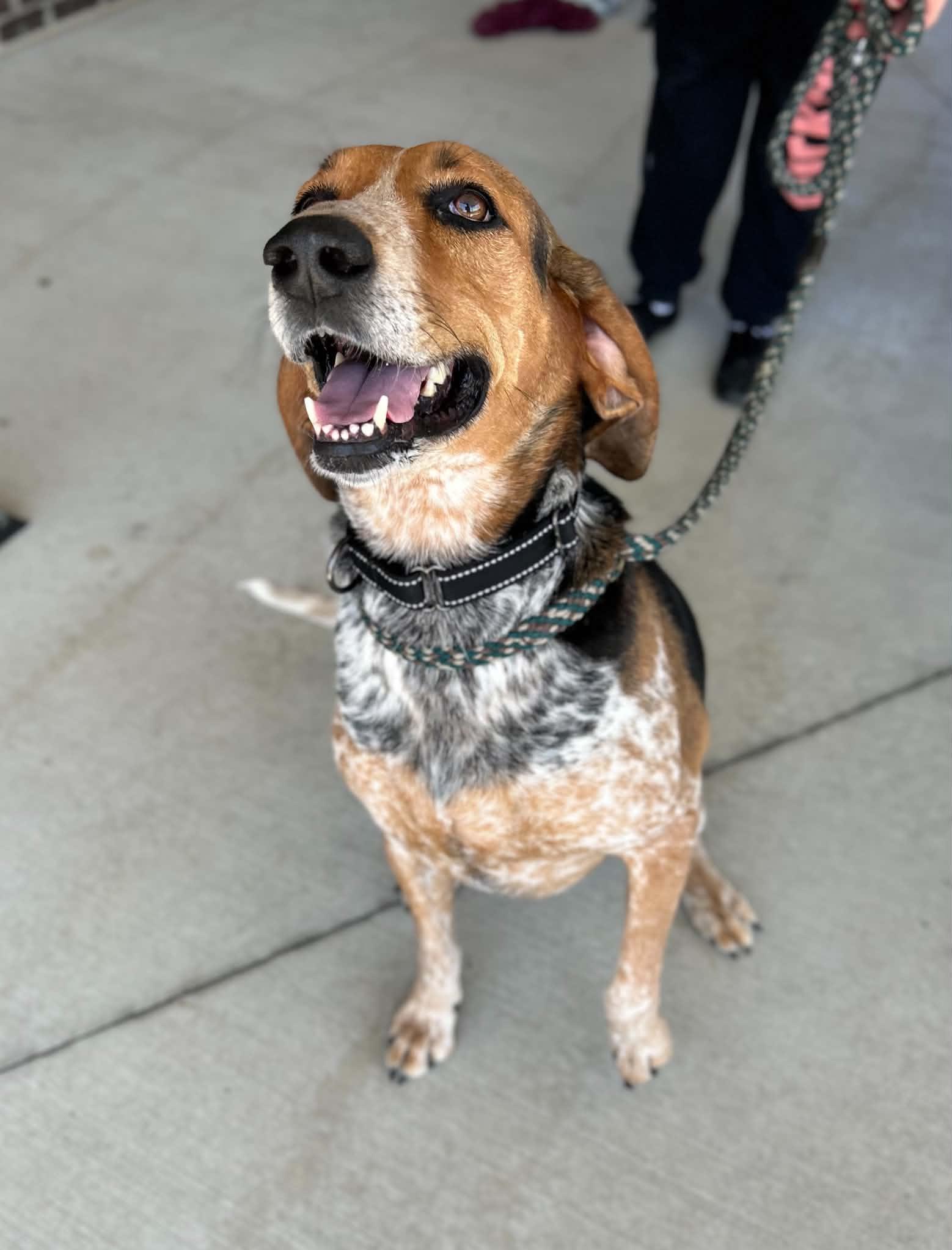 Enlarge Juniper, a Adoptable mixed breed in Manchester, TN image 4/5