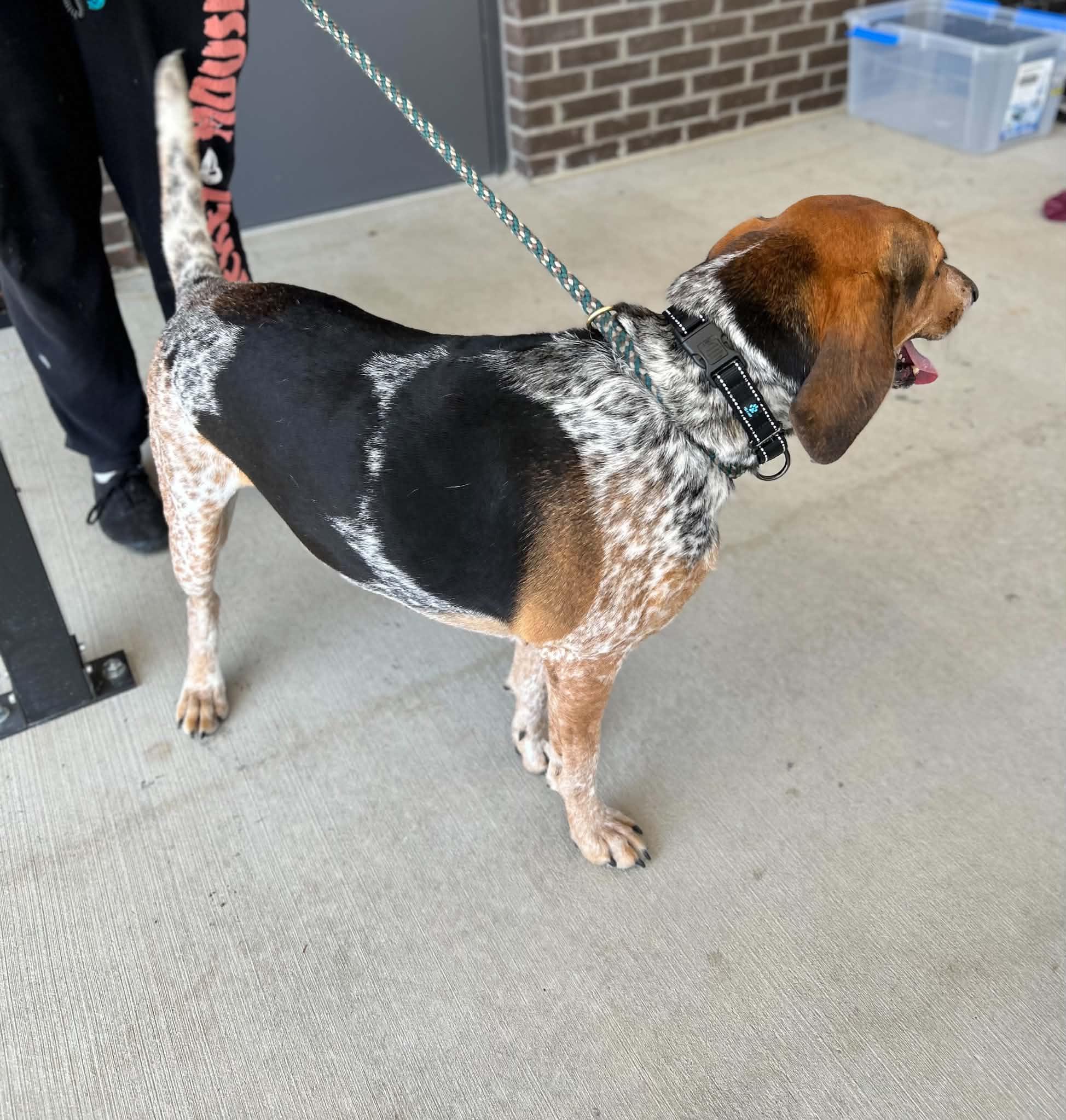 Enlarge Juniper, a Adoptable mixed breed in Manchester, TN image 2/5